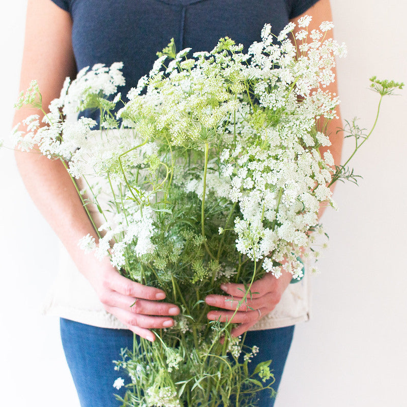 Garden Q&A: Dress up your landscape with Queen Anne's lace