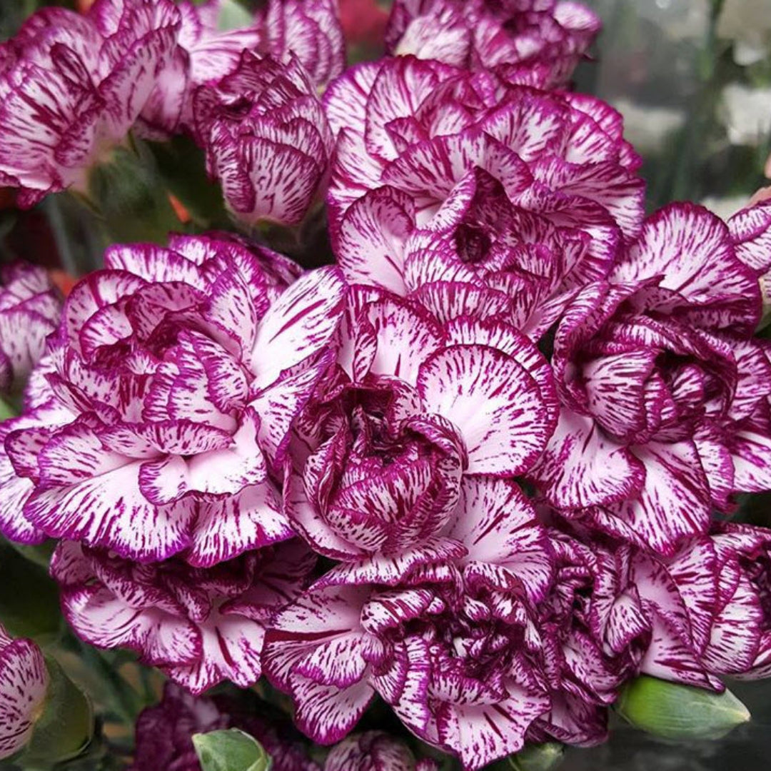 Carnation - Dark Purple/Plum