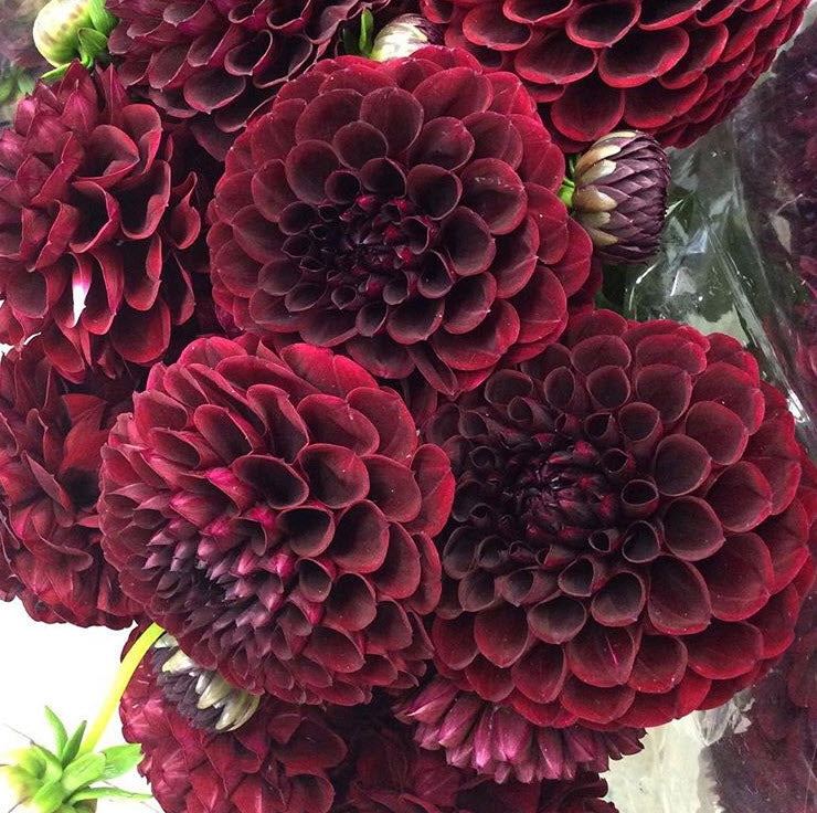 Black Dahlia Wedding Bouquet Beachweddingtips Black Dahlia Wedding Bouquet Beachweddingtips