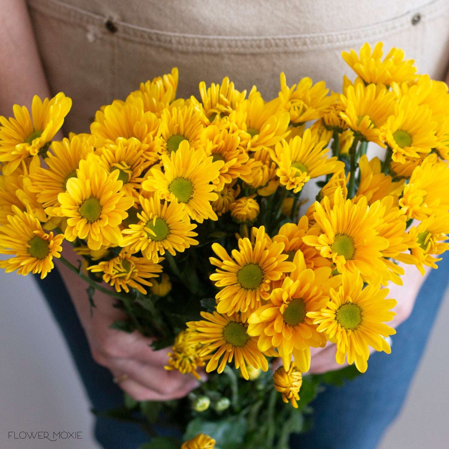 10+ Yellow Daisy Like Flowers Yellow Daisy Flower Images 13 Types Of Daisies To Consider For A