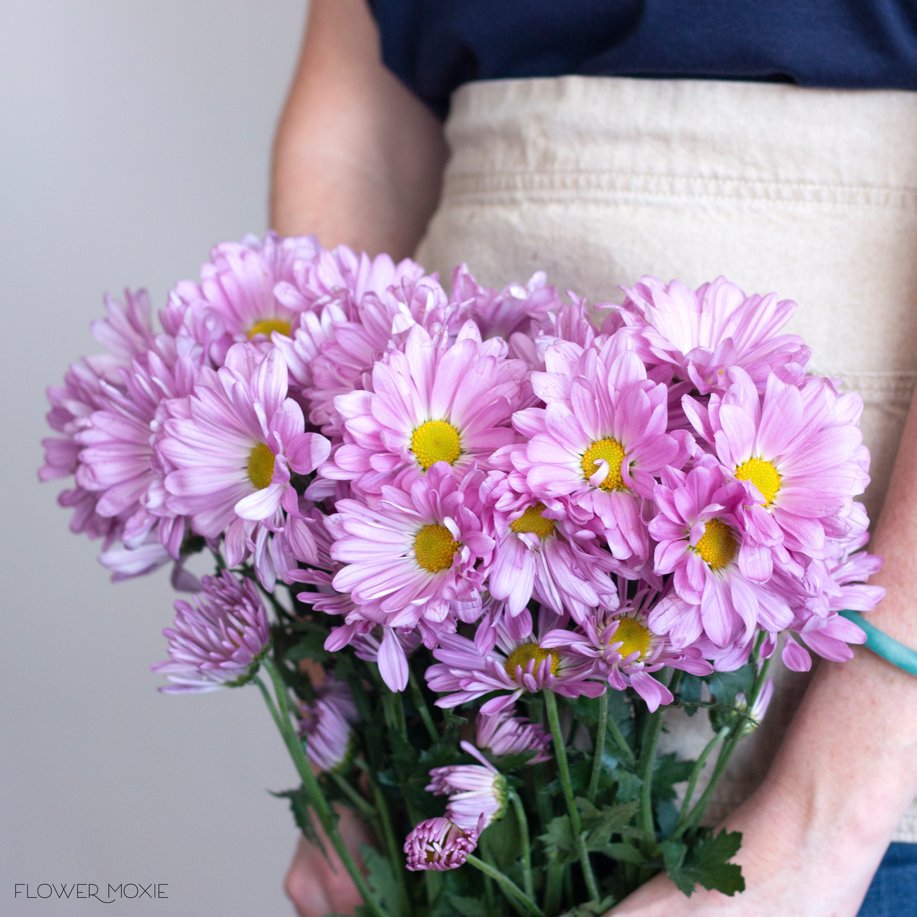 lavender daisy flower Lavender Daisy Pom Flower | DIY Wedding Flowers | Flower Moxie 15 Bunches