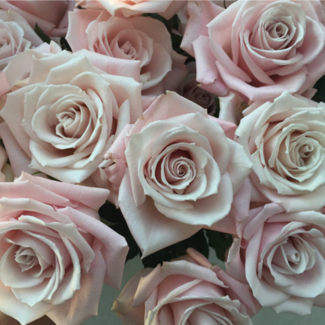 Blush Pink Sweet Escimo Rose, DIY Wedding Flowers