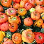 Orange Ranunculus Flower