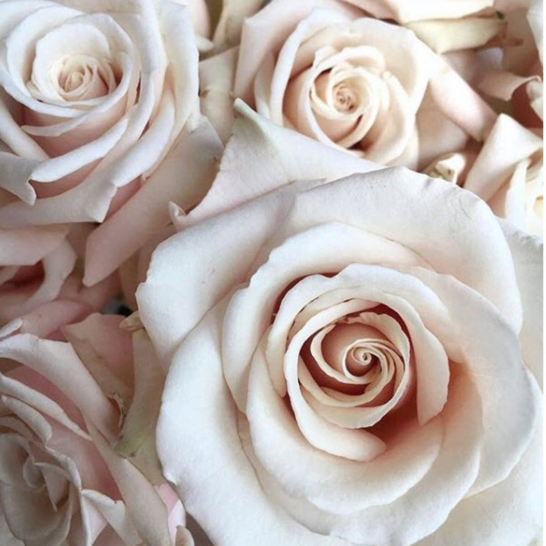 Beige Roses | Fresh DIY Wedding Flowers | Flower Moxie