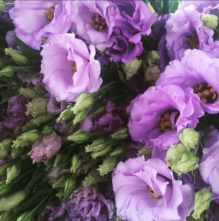 lavender lisianthus flower Lavender Lisianthus Flower | DIY Wedding Flowers | Flower Moxie 6 Bunches