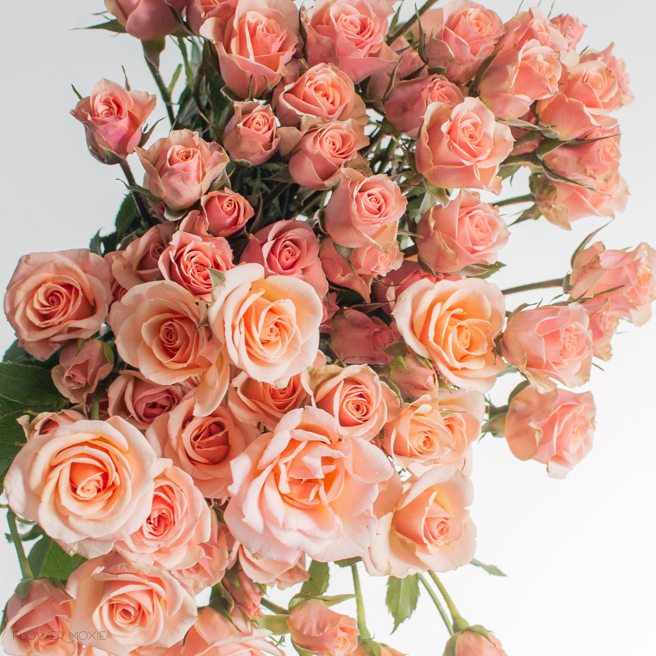Peach Spray Rose Flower | DIY Wedding Flowers | Flower Moxie
