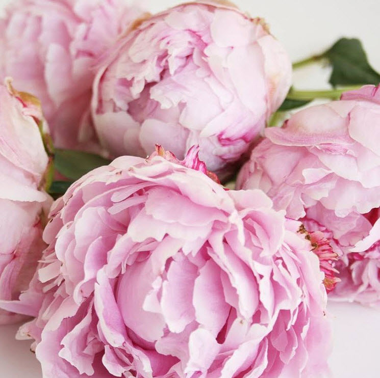light pink peony bouquet