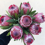 Queen Protea FlowerPink Ice Protea Flower