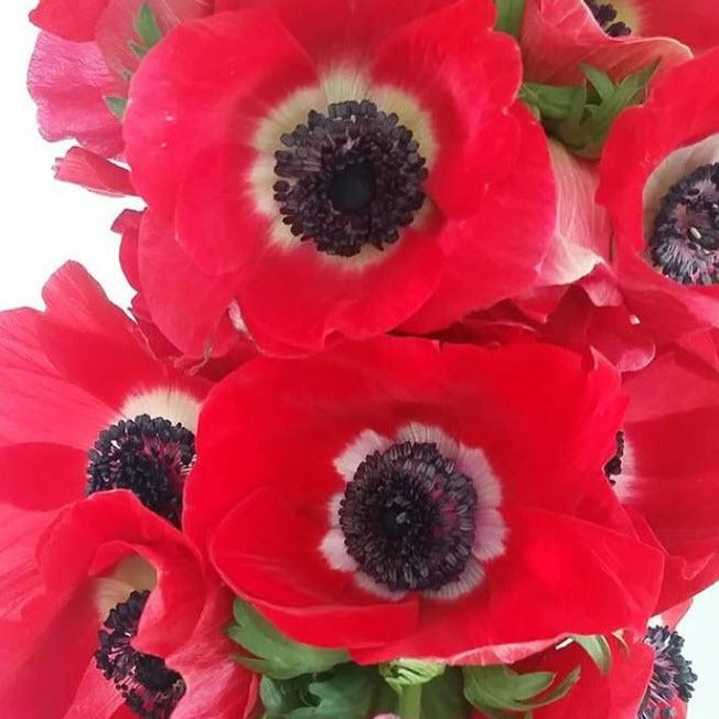 Red Anemone Flower | DIY Wedding Flowers | Flower Moxie