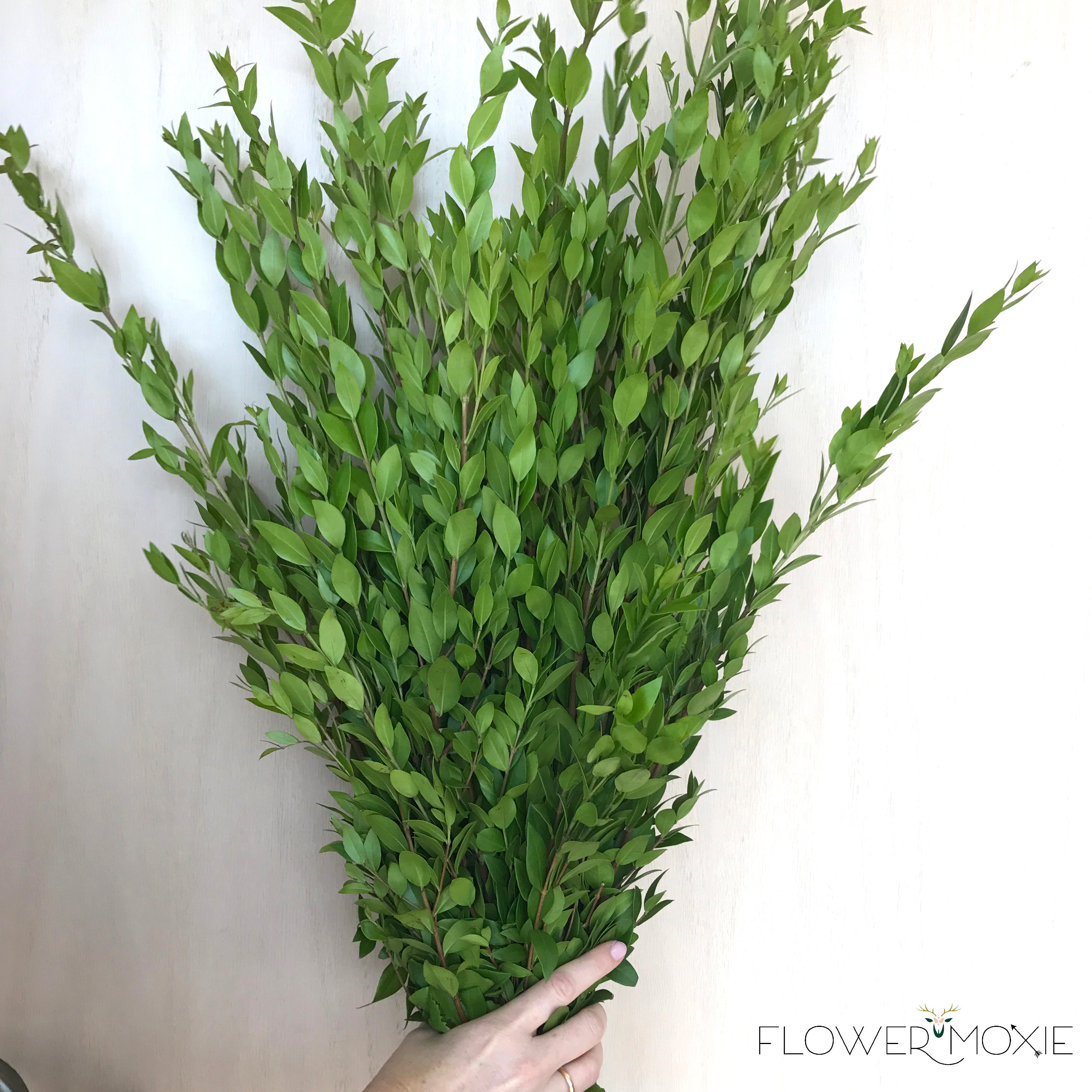 Floral Greenery Filler Stems for Bouquets Do It Yourself Bridal