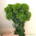 Dianthus green trick flower
