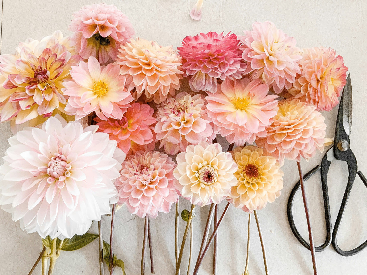 All About Dahlias