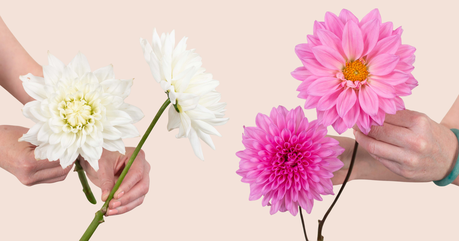 Dahlias: The Ultimate Guide to Using Dahlias in Your DIY Wedding Bouquet