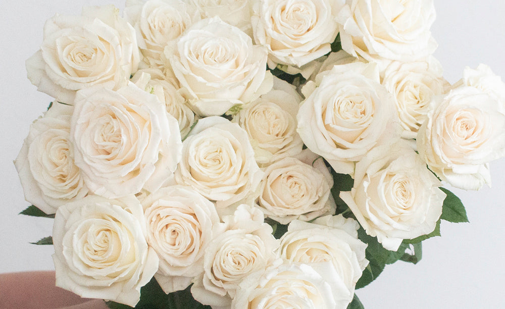 Beautiful White Roses