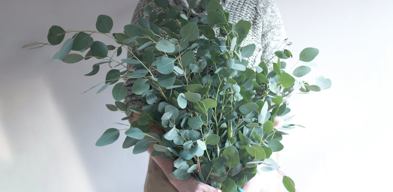 Eucalyptus: Why Do the Tops Shrivel?