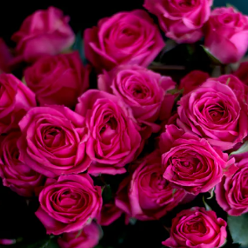 Deep Pink Spray Rose Flower