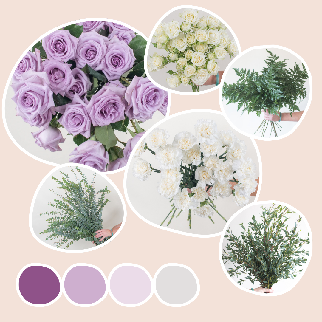 mixed lavender plants Lavender Mixed Box – Meadow Mist