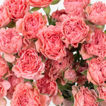 Coral Spray Rose Flower