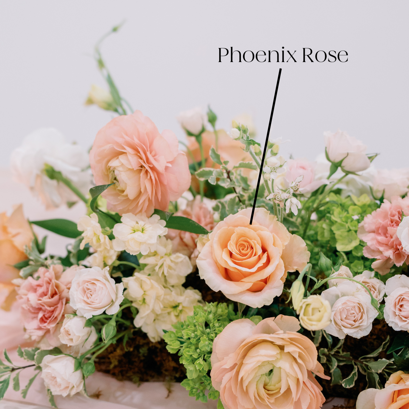 peach phoenix rose flower
