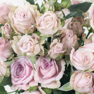 Blush Mauve Spray Rose Flower