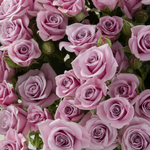 Lavender Spray Rose Flower