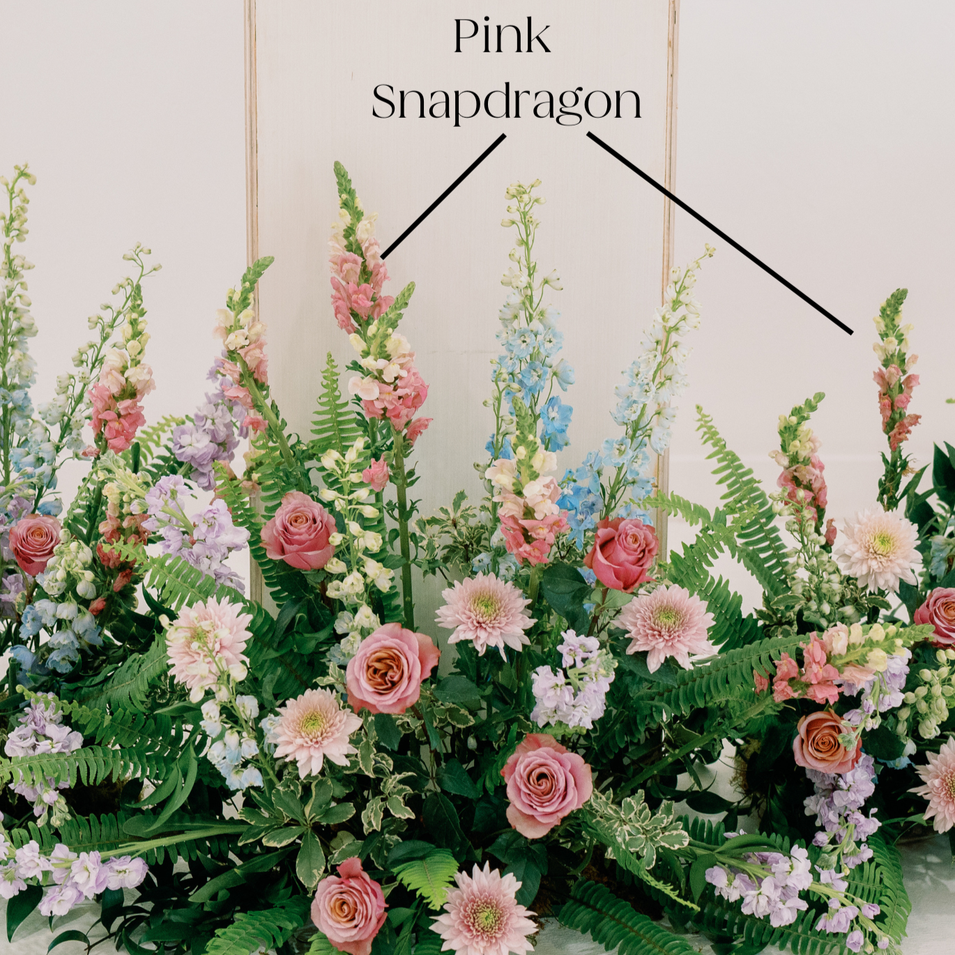 pink snapdragon flower