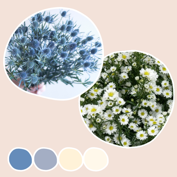 Fleuri ホワイトパウダー 500g Blue Thistle and Feverfew Mixed Box | Flower Moxie Bulk Flowers