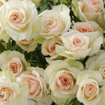 Peach Spray Rose Flower
