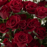 Dark Red Spray Rose Flower
