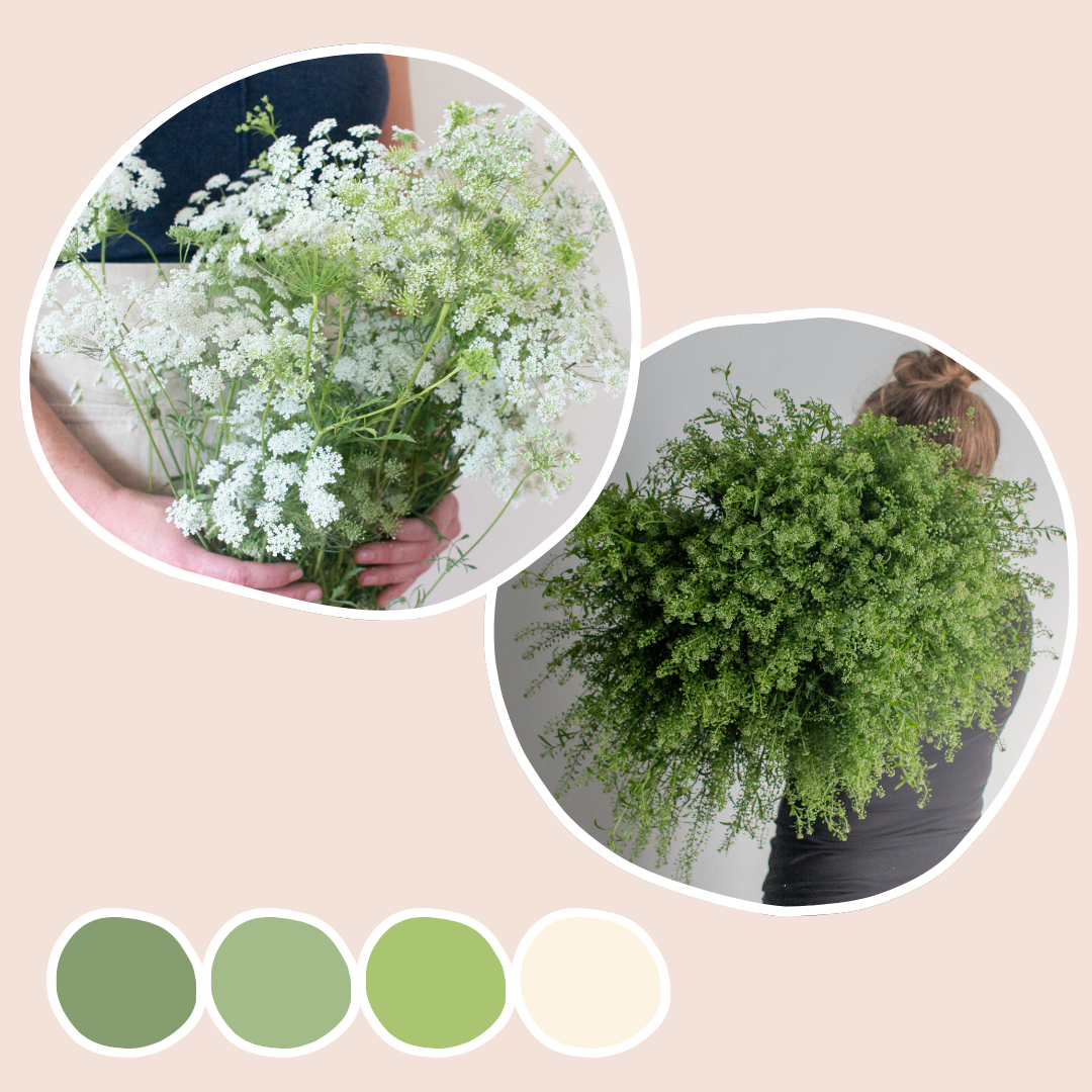Pennycress and Queen Anne's Lace Mixed Box | Flower Moxie Bulk Flowers