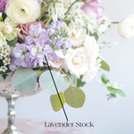 lavender stock flower