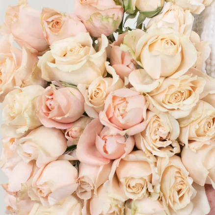 Champagne Sahara Spray Rose Flower