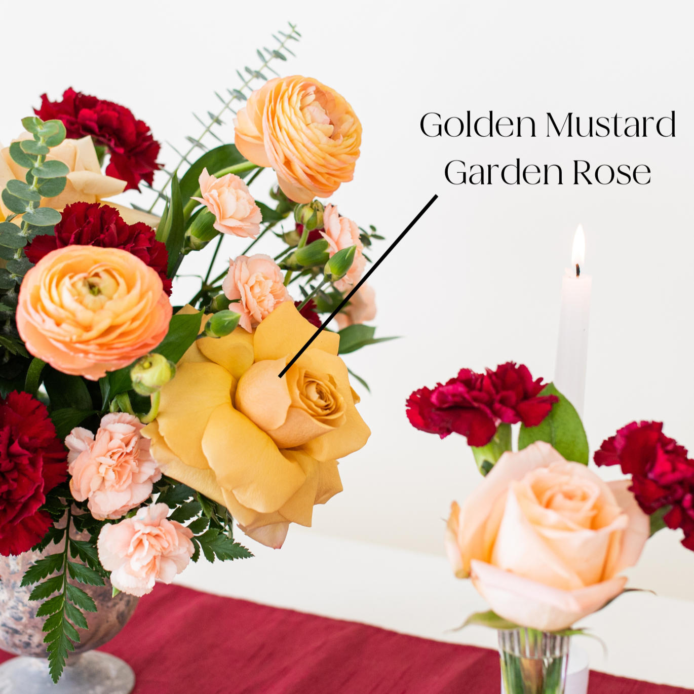 Golden Mustard Garden Rose