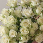 Cream Spray Rose Flower