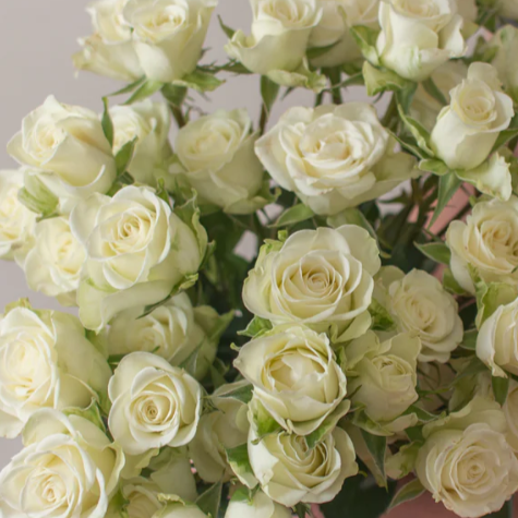Cream Spray Rose Flower