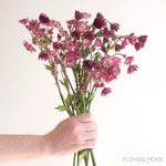 Burgundy Astrantia Flower