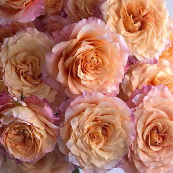 Orange Free Spirit Garden Rose Flower