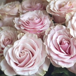 Blush Pink Sweet Escimo Rose Flower