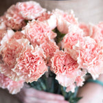 light pink carnation flower