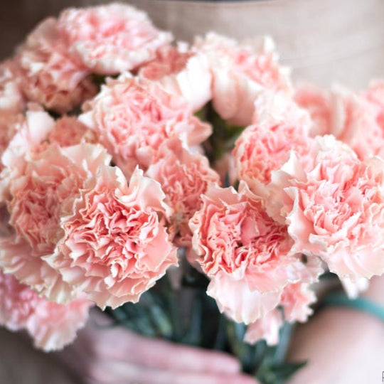 Blush Carnations | Bulk Fresh DIY Wedding Flowers | Flower Moxie