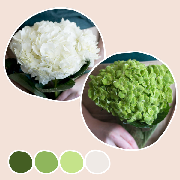 32WhiteandGreenHydrangeaMixedB