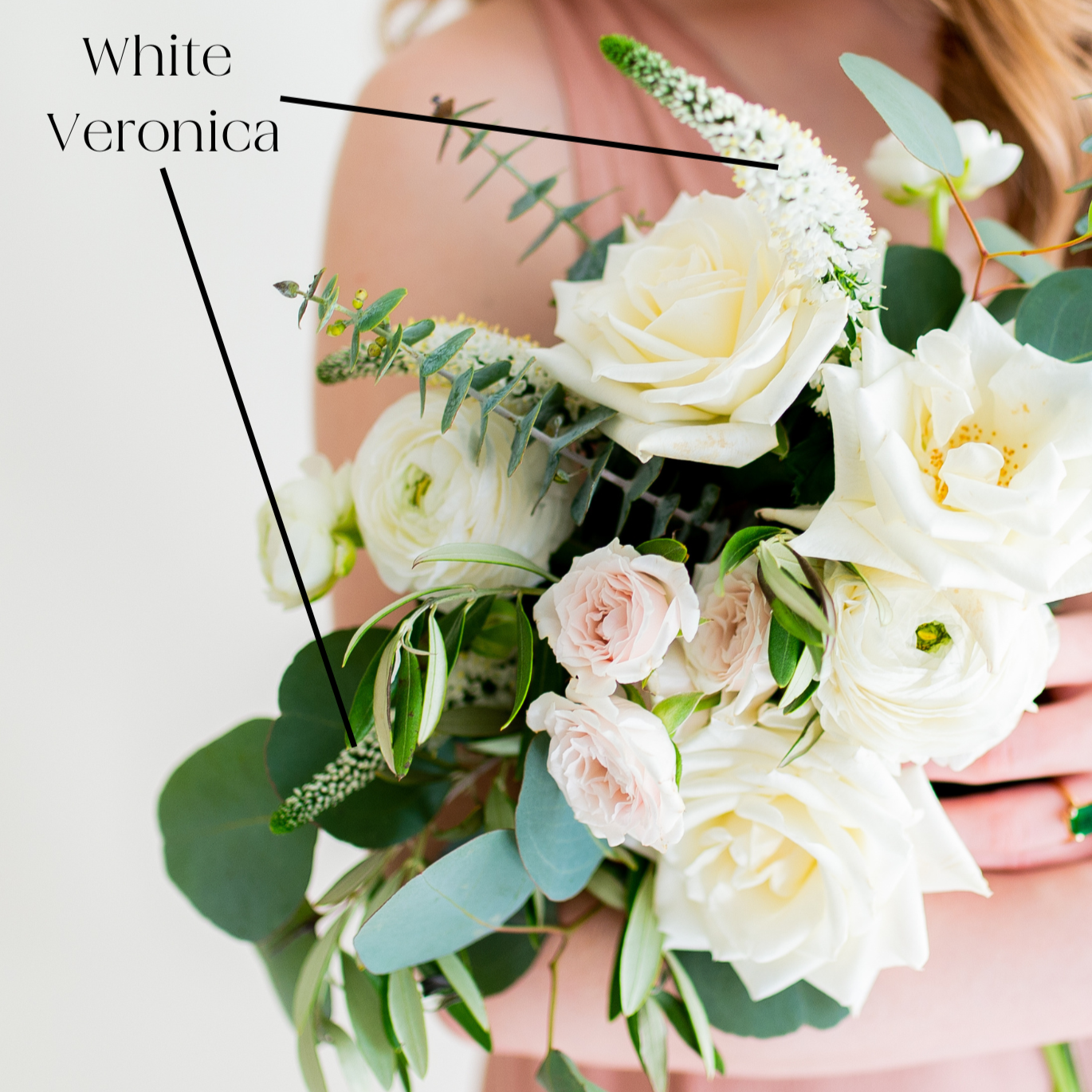white veronica flower