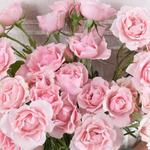 Light Pink Spray Rose Flower