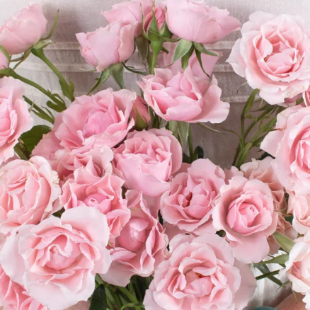 Light Pink Spray Rose Flower