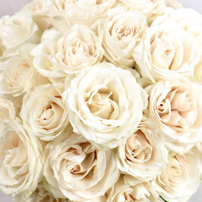 Creamy Vendela Rose Flower