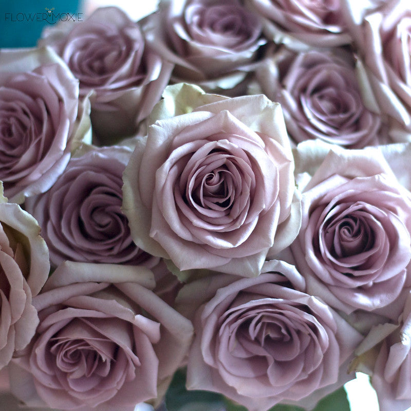 Dusty Lavender Amnesia Rose Flower