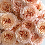 Peachy Pink Shimmer Rose Flower