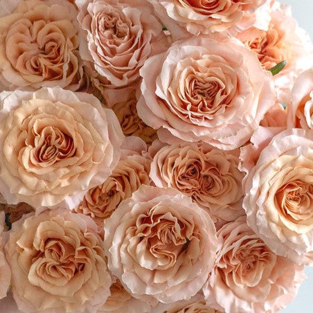 Peachy Pink Shimmer Rose Flower