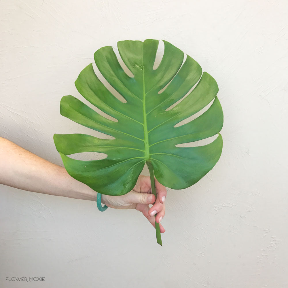 Monstera Greenery - Get Creative with DIY Flowers