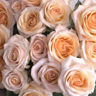 Peach Tiffany Rose Flower